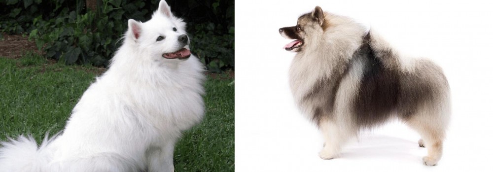 Keeshond vs Indian Spitz - Breed Comparison