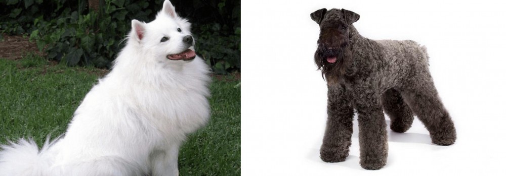 Kerry Blue Terrier vs Indian Spitz - Breed Comparison