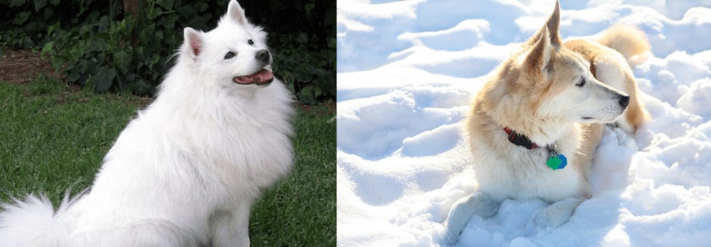 Labrador Husky vs Indian Spitz - Breed Comparison