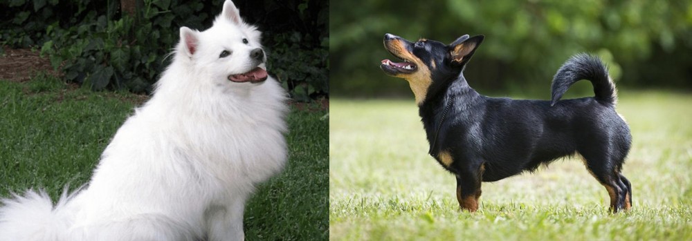 Lancashire Heeler vs Indian Spitz - Breed Comparison
