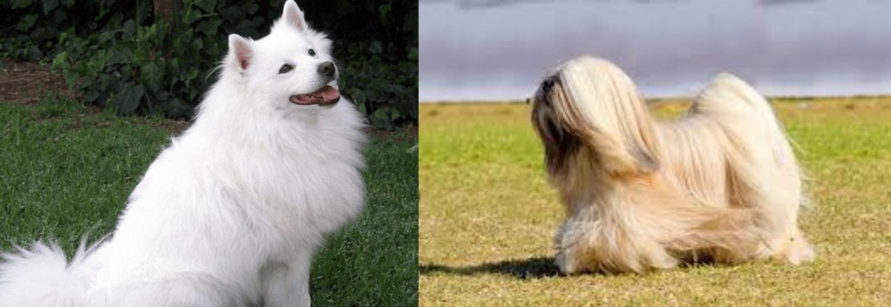 Lhasa Apso vs Indian Spitz - Breed Comparison