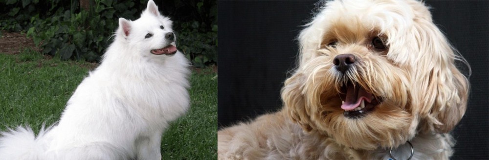 Lhasapoo vs Indian Spitz - Breed Comparison