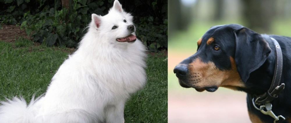 Lithuanian Hound vs Indian Spitz - Breed Comparison
