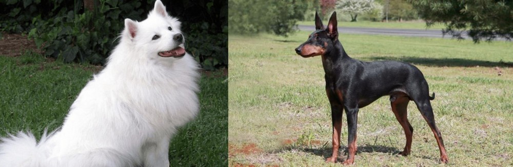 Manchester Terrier vs Indian Spitz - Breed Comparison