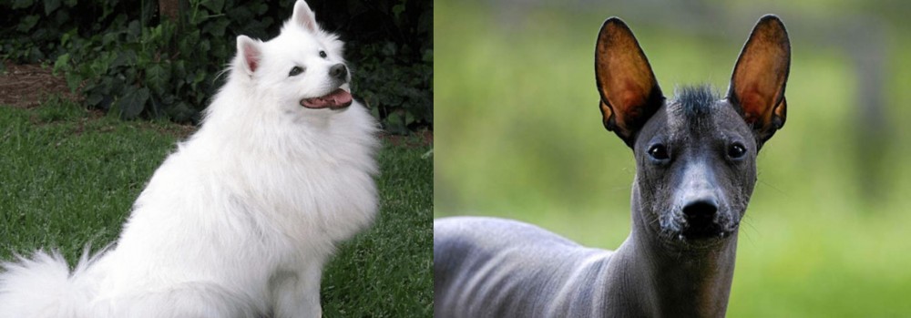 Mexican Hairless vs Indian Spitz - Breed Comparison