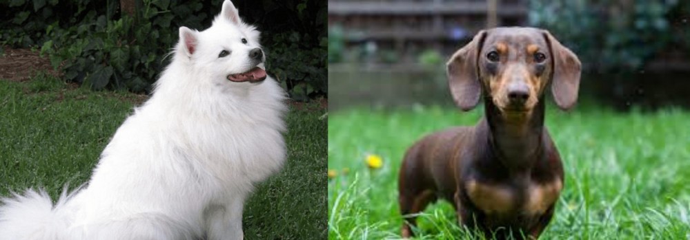 Miniature Dachshund vs Indian Spitz - Breed Comparison
