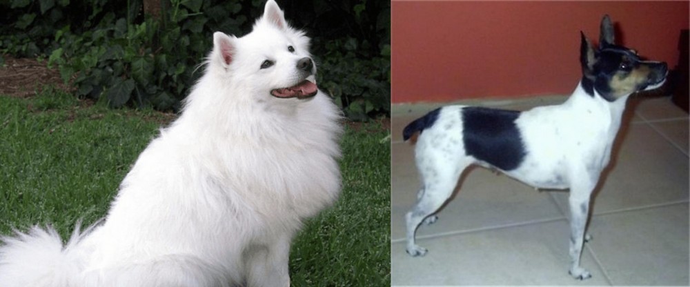 Miniature Fox Terrier vs Indian Spitz - Breed Comparison