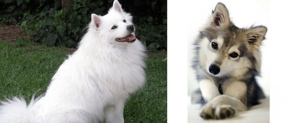 Miniature Siberian Husky vs Indian Spitz - Breed Comparison