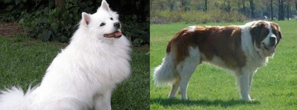 Moscow Watchdog vs Indian Spitz - Breed Comparison