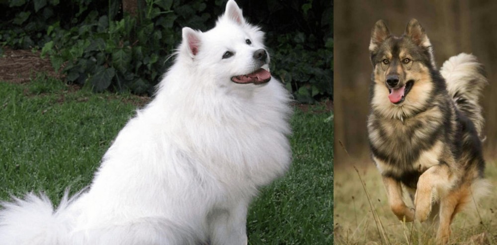 Native American Indian Dog vs Indian Spitz - Breed Comparison