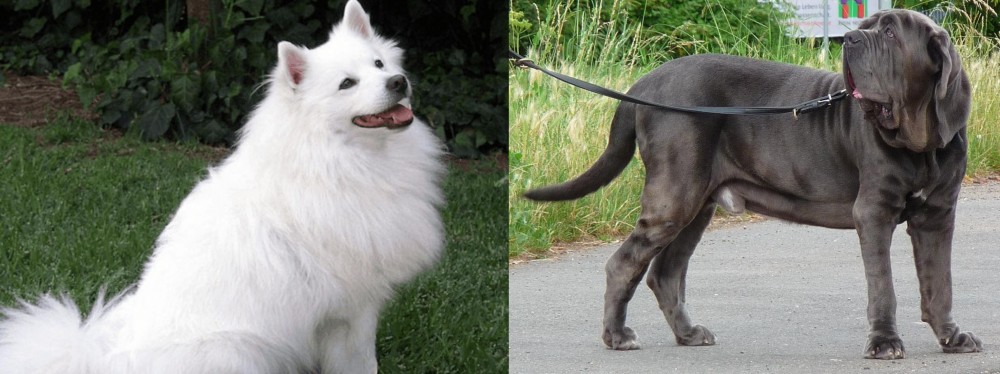 Neapolitan Mastiff vs Indian Spitz - Breed Comparison