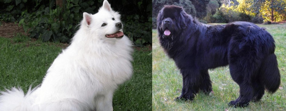 Newfoundland Dog vs Indian Spitz - Breed Comparison