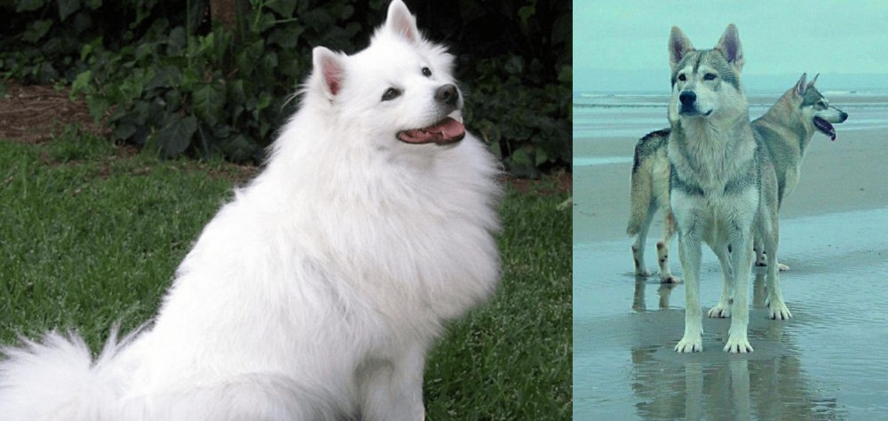 Northern Inuit Dog vs Indian Spitz - Breed Comparison