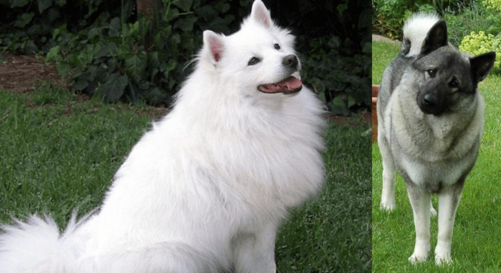 Norwegian Elkhound vs Indian Spitz - Breed Comparison