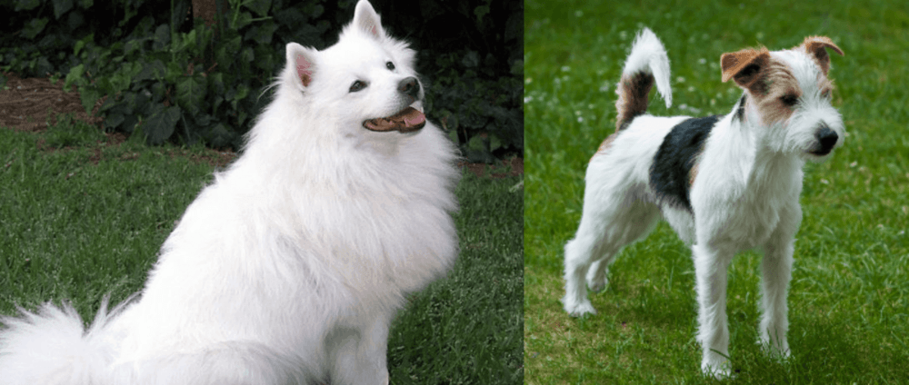 Parson Russell Terrier vs Indian Spitz - Breed Comparison