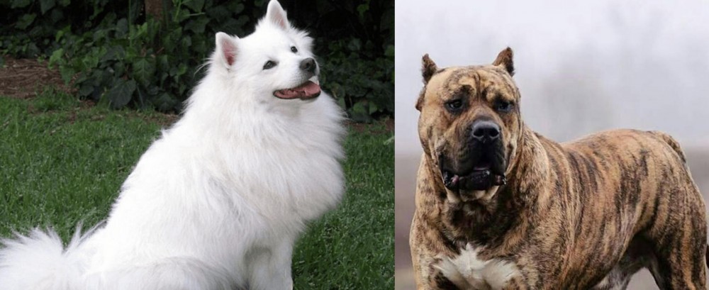 Perro de Presa Canario vs Indian Spitz - Breed Comparison