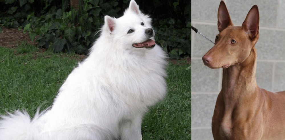 Pharaoh Hound vs Indian Spitz - Breed Comparison