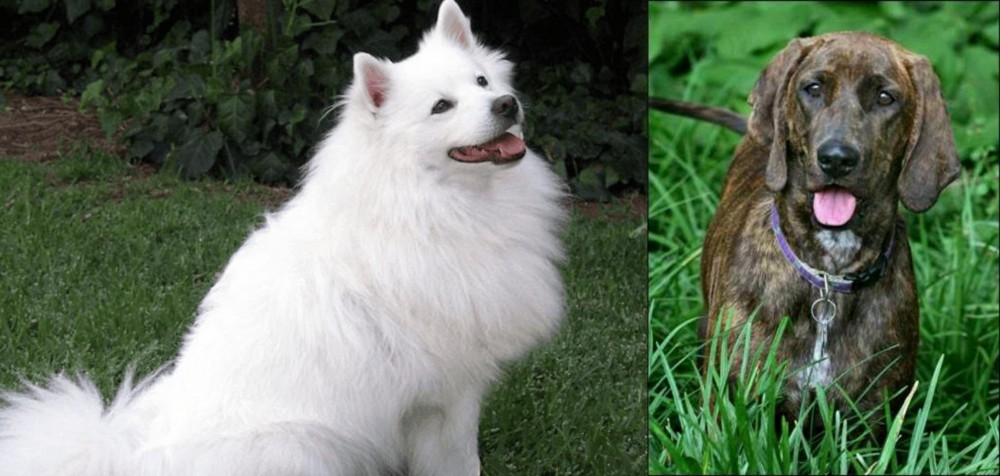 Plott Hound vs Indian Spitz - Breed Comparison