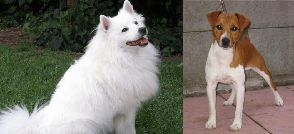Plummer Terrier vs Indian Spitz - Breed Comparison