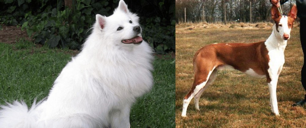 Podenco Canario vs Indian Spitz - Breed Comparison