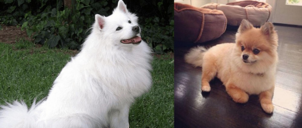 Pomeranian vs Indian Spitz - Breed Comparison