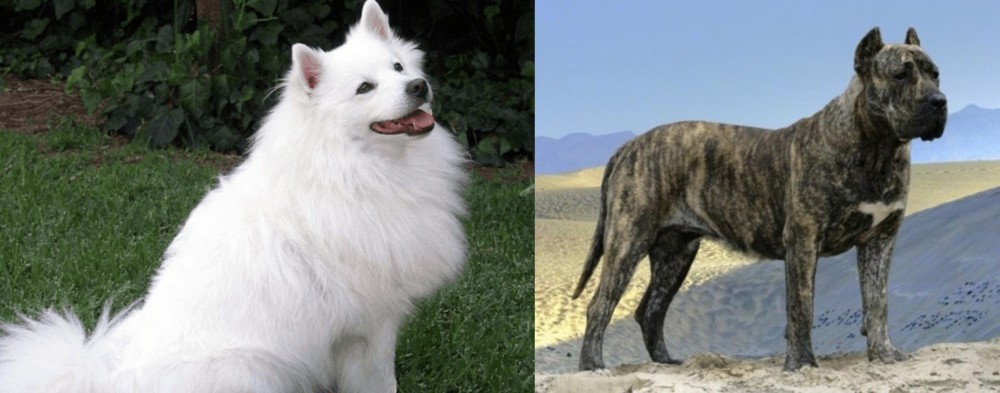 Presa Canario vs Indian Spitz - Breed Comparison