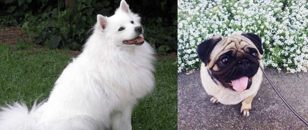 Pug vs Indian Spitz - Breed Comparison