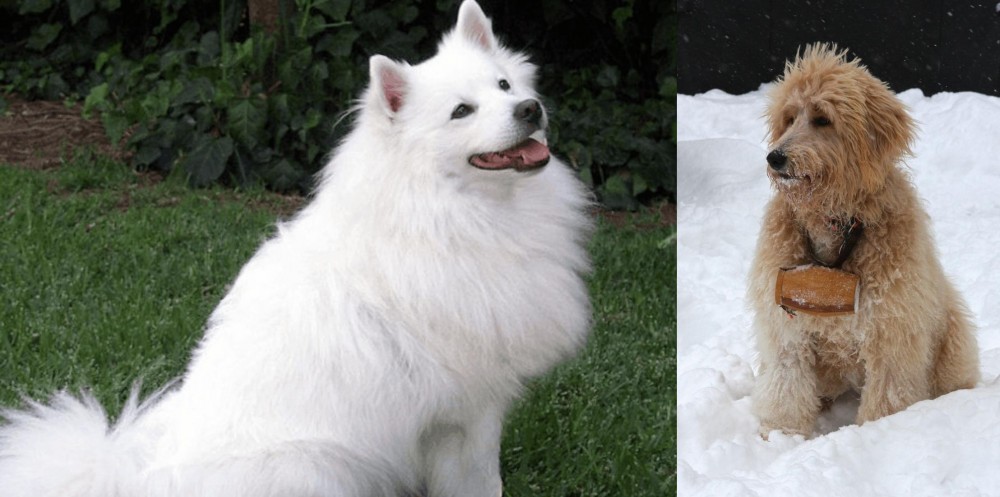 Pyredoodle vs Indian Spitz - Breed Comparison