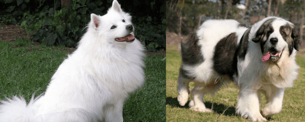 Pyrenean Mastiff vs Indian Spitz - Breed Comparison