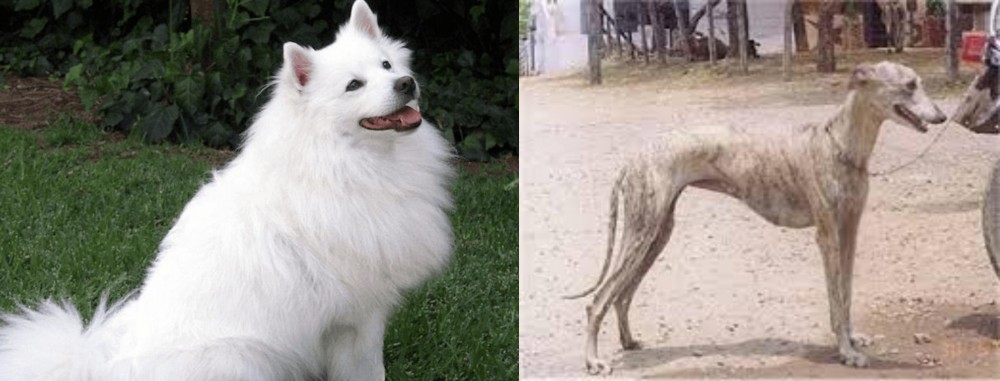 Rampur Greyhound vs Indian Spitz - Breed Comparison