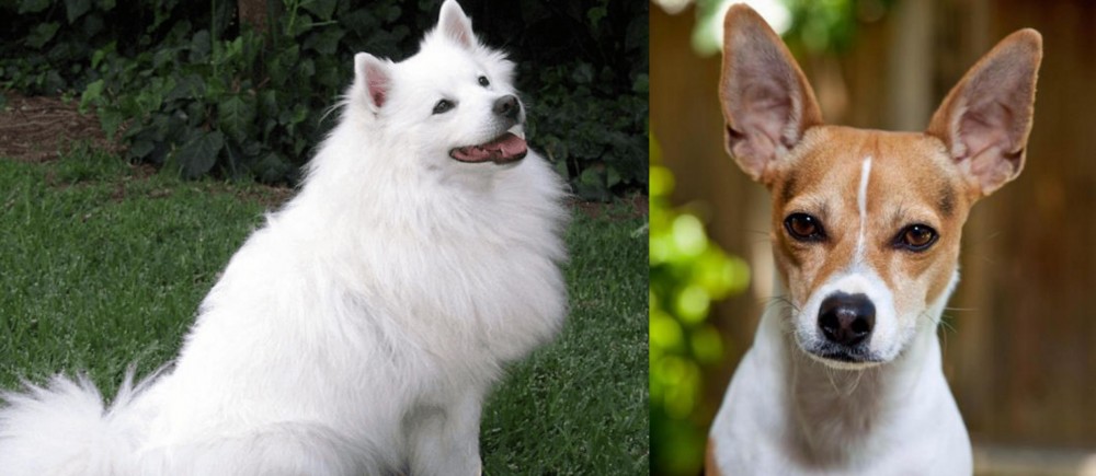 Rat Terrier vs Indian Spitz - Breed Comparison