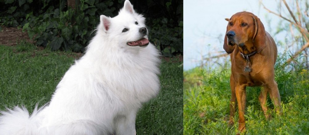 Redbone Coonhound vs Indian Spitz - Breed Comparison