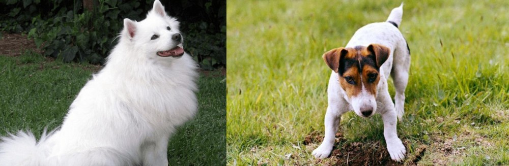 Russell Terrier vs Indian Spitz - Breed Comparison
