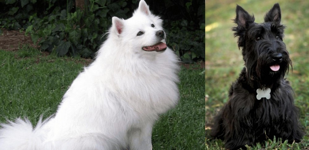 Scoland Terrier vs Indian Spitz - Breed Comparison