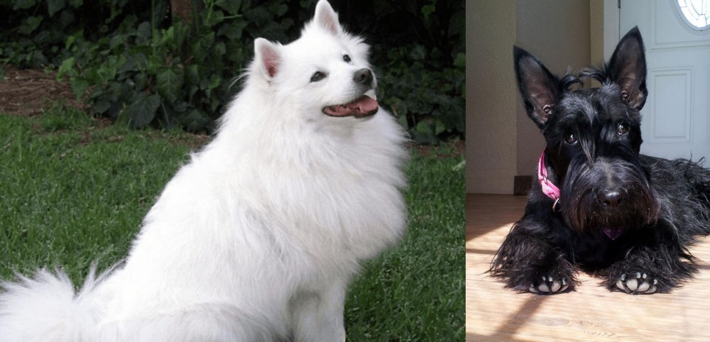 Scottish Terrier vs Indian Spitz - Breed Comparison