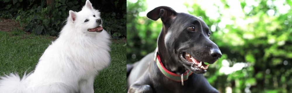 Shepard Labrador vs Indian Spitz - Breed Comparison