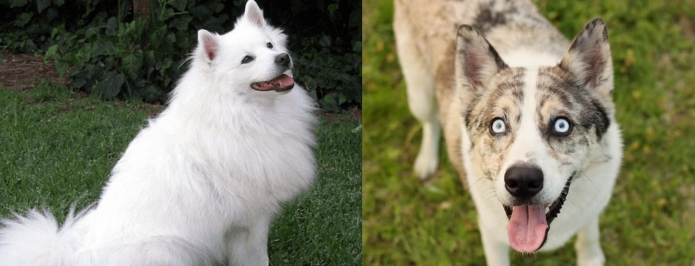 Shepherd Husky vs Indian Spitz - Breed Comparison