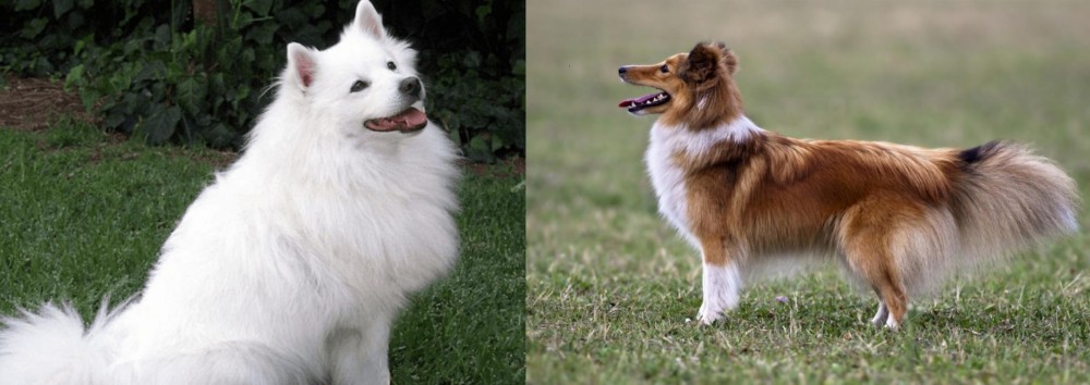 Shetland Sheepdog vs Indian Spitz - Breed Comparison