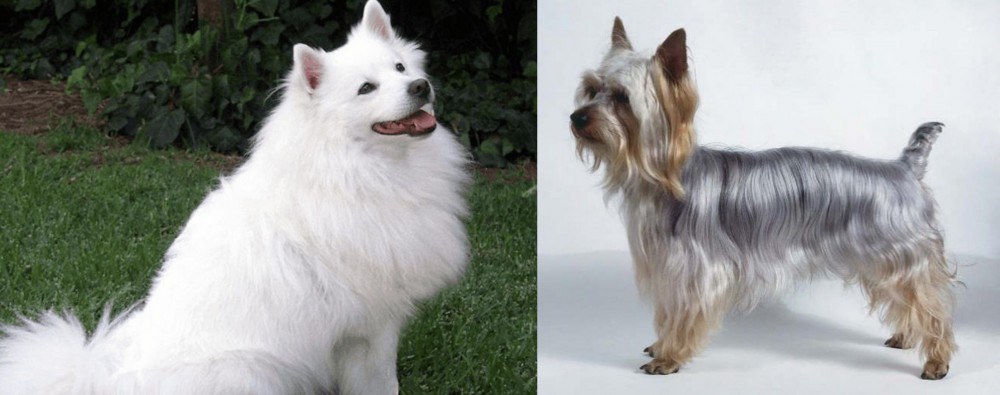 Silky Terrier vs Indian Spitz - Breed Comparison
