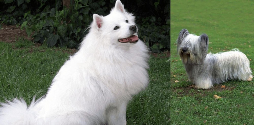 Skye Terrier vs Indian Spitz - Breed Comparison