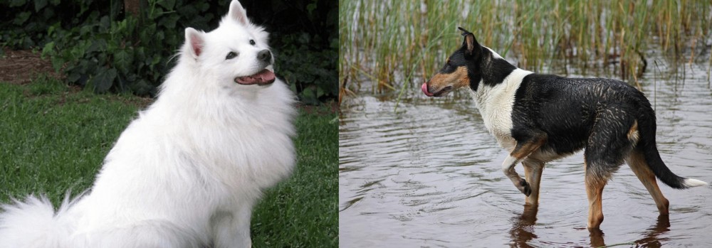 Smooth Collie vs Indian Spitz - Breed Comparison