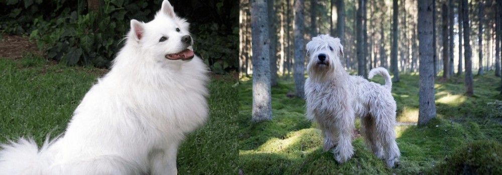 Soft-Coated Wheaten Terrier vs Indian Spitz - Breed Comparison