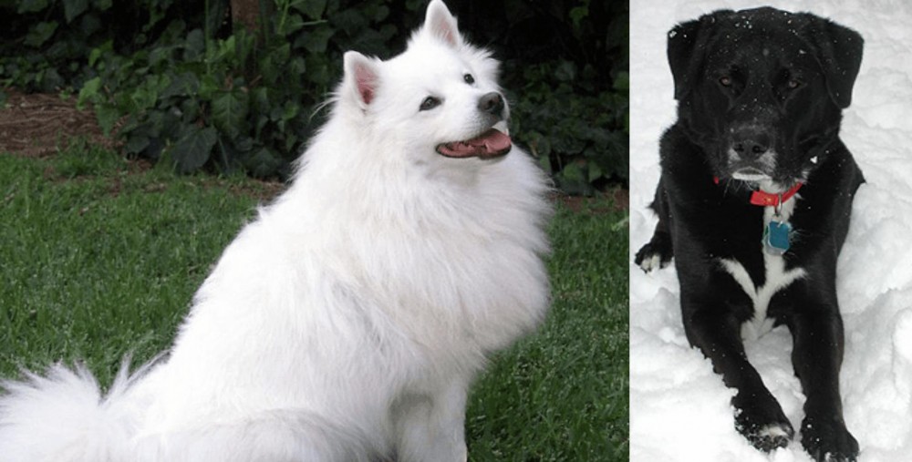 St. John's Water Dog vs Indian Spitz - Breed Comparison