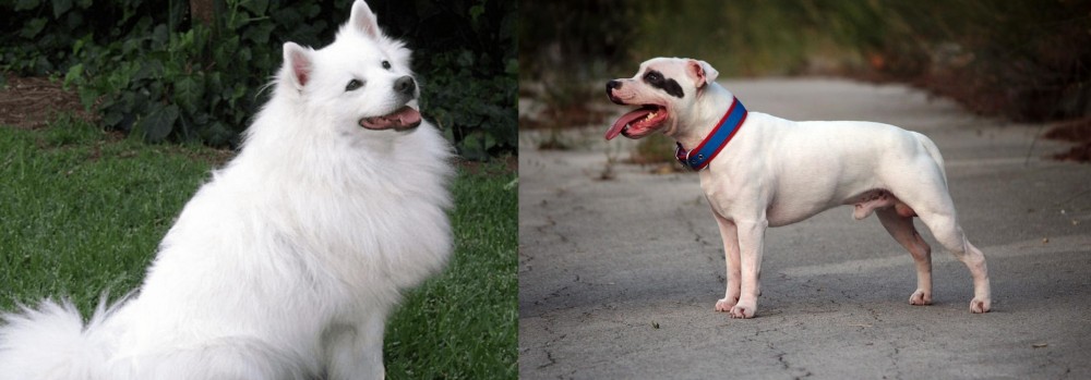 Staffordshire Bull Terrier vs Indian Spitz - Breed Comparison