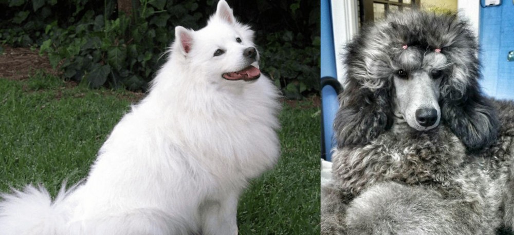 Standard Poodle vs Indian Spitz - Breed Comparison