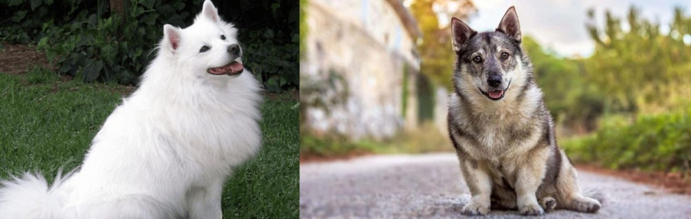Swedish Vallhund vs Indian Spitz - Breed Comparison