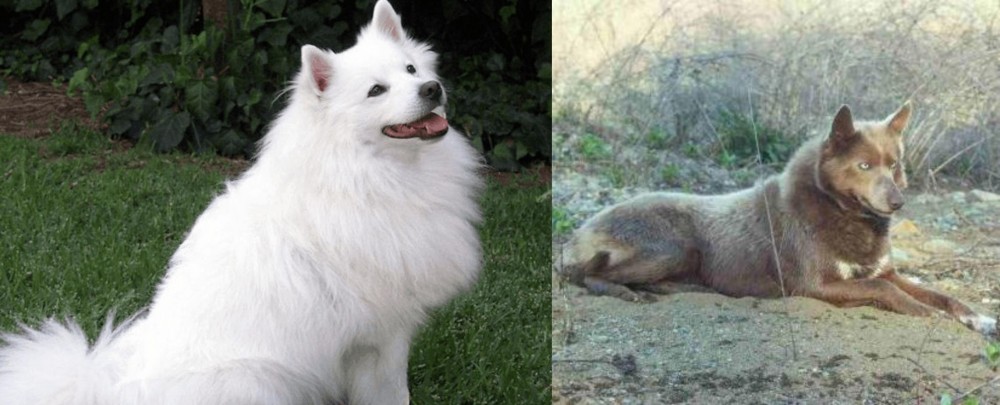 Tahltan Bear Dog vs Indian Spitz - Breed Comparison