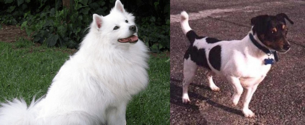 Teddy Roosevelt Terrier vs Indian Spitz - Breed Comparison