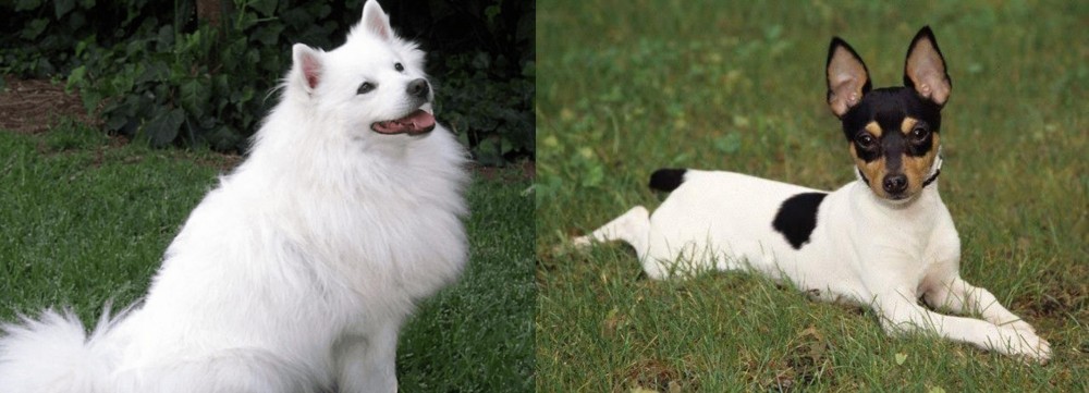 Toy Fox Terrier vs Indian Spitz - Breed Comparison