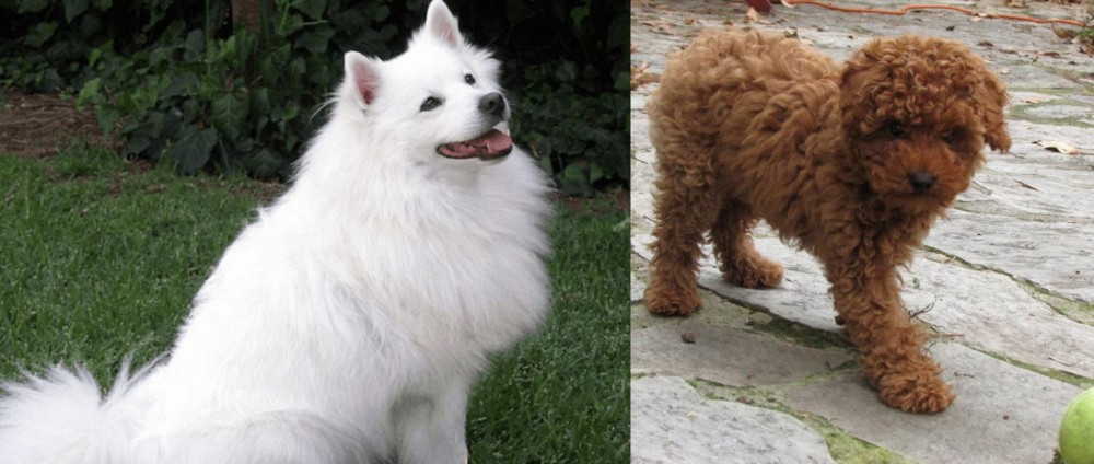 Toy Poodle vs Indian Spitz - Breed Comparison